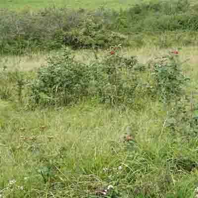 Image description